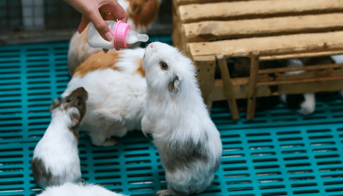 Can Guinea Pigs Drink Milk