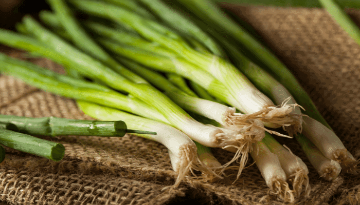 Can Guinea Pigs Eat Green Onions