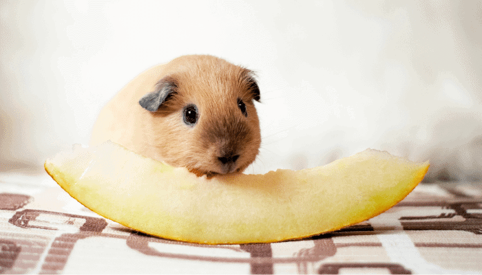 Can Guinea Pigs Eat Melon