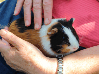 Guinea Pigs in Hands