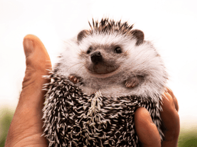 Hedgehog in Hands