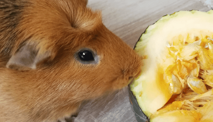 Can Guinea Pigs Eat Pumpkin Good And Bad Of It Squeaky Pigs