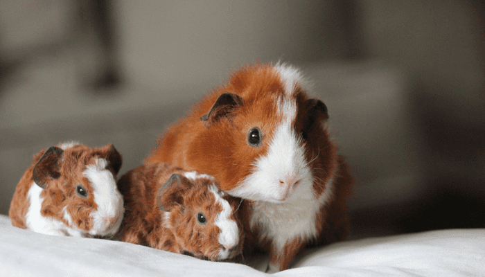 Do Guinea Pigs Eat Their Babies Possible Reasons Squeaky Pigs